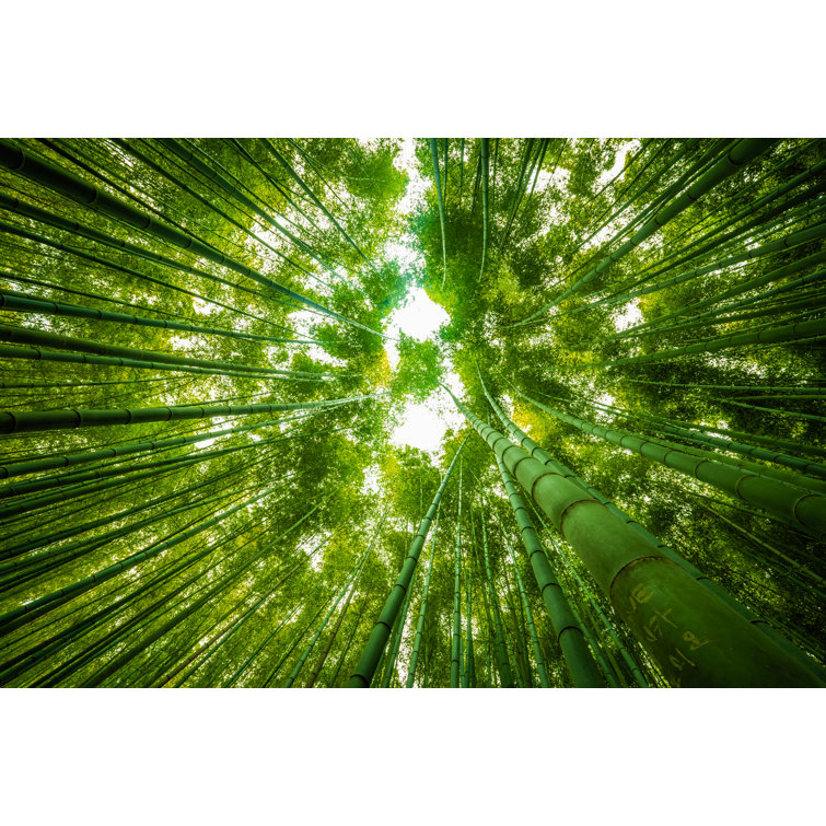 Bay Isle Home Giant Bamboo by Adrian Bateman Wrapped Canvas